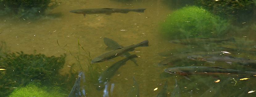 Forellen im klaren Wasser der Sinn
